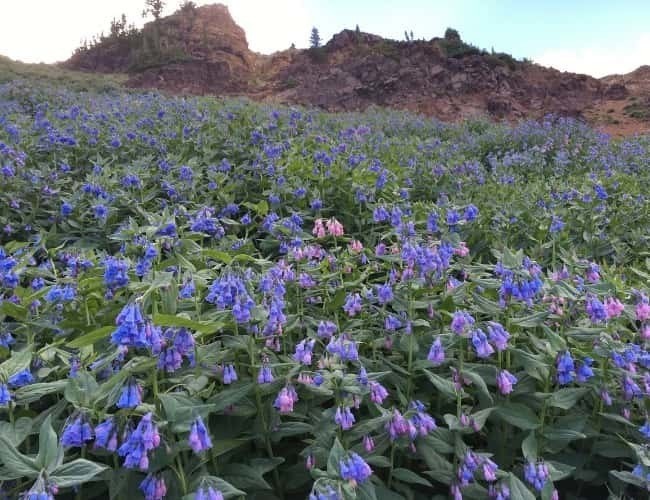 Wasatch Wildflower Bluebellspng